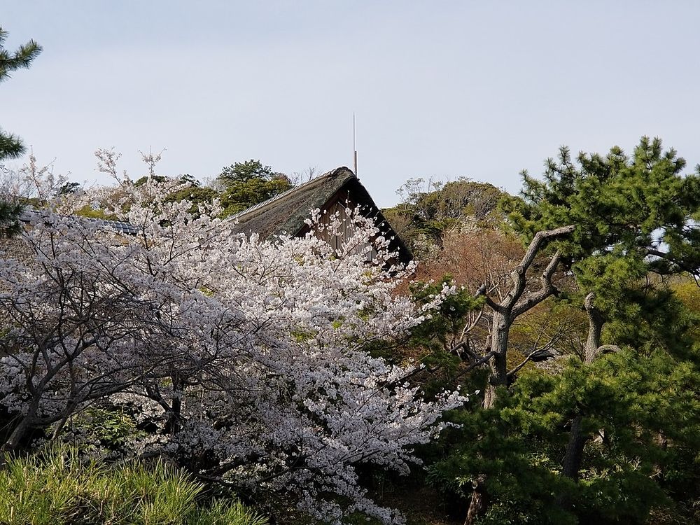 横浜中区でもオススメな桜スポット「三渓園」