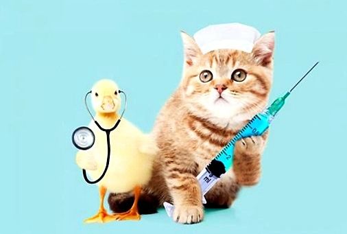 お部屋を借りる際に必要な猫のワクチンの種類