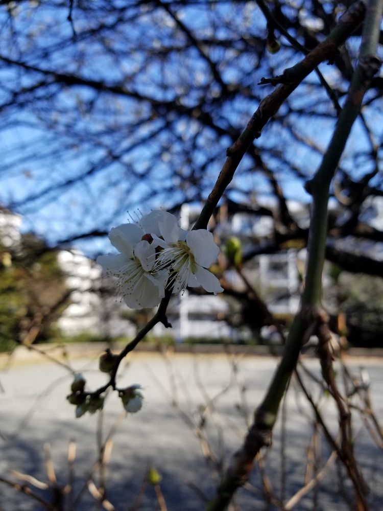 横浜市中区の桜もだいぶ咲いてきてます♡