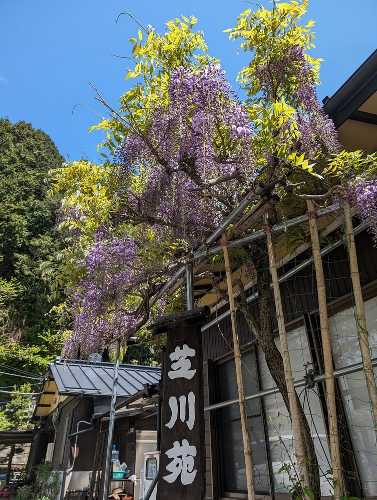 山間の隠れ家的な静岡の温泉旅館「芝川苑」♡春の家族旅行Part1♪